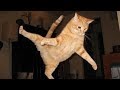 「猫かわいい」 すごくかわいい子猫 - 最も面白い猫の映画 #258