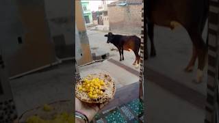gai ko roti khilao 🥰🐄✅ #cow #animals #food #trending #funnycowbaby ki hasianaya chhoti chhoti gai
