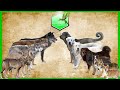 Shepherd dog vs wolfs species comparison dog vs wolfwolwes and dog