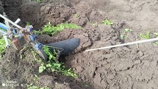 видео: Плуг Тихоход по сидерату! картинка: Плуг Тихоход по сидерату!