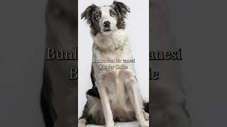 Border Colli̇e Ve Alman Çobani