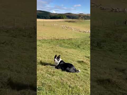 Çoban Köpeği Sürüyü Topluyor