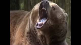 Grizzly Bear (Courage) Sounds