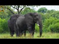 الحيوانات الاكثر فتكا فى أفريقيا 1 عندما تغضب الفيلة 
