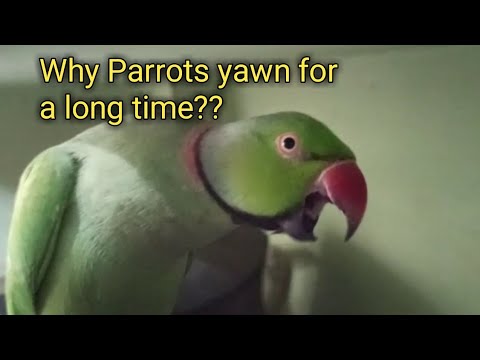 Why Parrots yawn for long time?? Reasons of birds yawning.