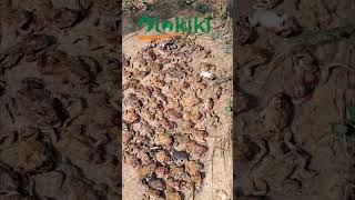 Removing Over 70 Frogs And Toads From Earthen Pond