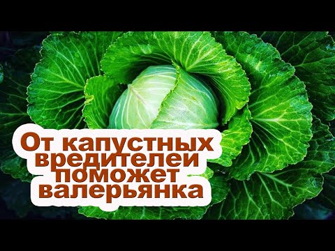 Обработка капусты валерьянкой [ Валерьянка для капусты ]