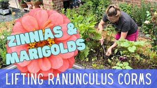 Lifting Ranunculus Corms & Storing  || Planting Zinnia & Marigold Seedlings || Summer Cut Flowers