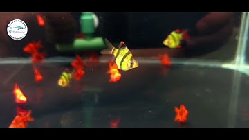 XECAN XANH DẠ QUANG SHORT | Trại Cá Cảnh Fishhunter || Chi nhánh Hà Nội