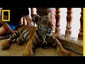 Whats driving tigers toward extinction  national geographic