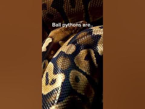 Are ball pythons ambush predators? - YouTube