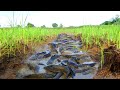 Wow amazing fishing! a fisherman catch fish a lot at field in rainy season catch by smart hand