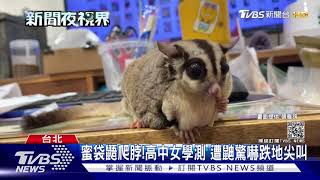 蜜袋鼯爬脖! 高中女學測鼯上身驚嚇跌地|TVBS新聞