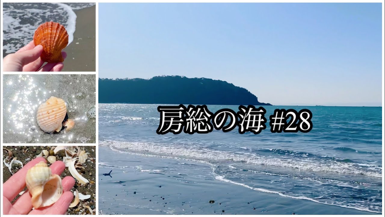 房総の海#28 砂浜/波の音/貝殻拾い/トカシオリイレを拾う/波打ち際のヤツシロガイ/テングニシ/アズマニシキ