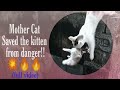 The mother cat rescued the kitten from danger(English subtitle)