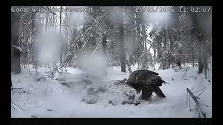 Luontolive/Finland ° January 25th 😊Goshawk & three Golden Eagles - no bickering today