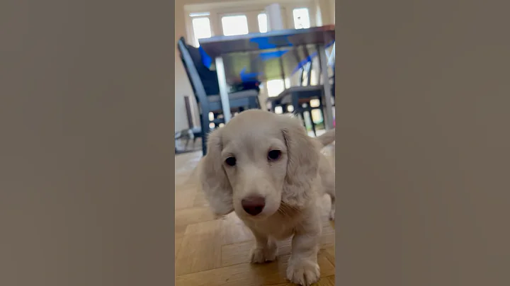 So you think you want a mini dachshund puppy? Wouldn’t have it any other way! #creamdachshund