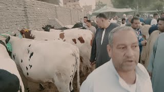 اسعار العجول الذكوره اللحم البقري في سوق التوفيقيه بحيره يوم 1/5/2024