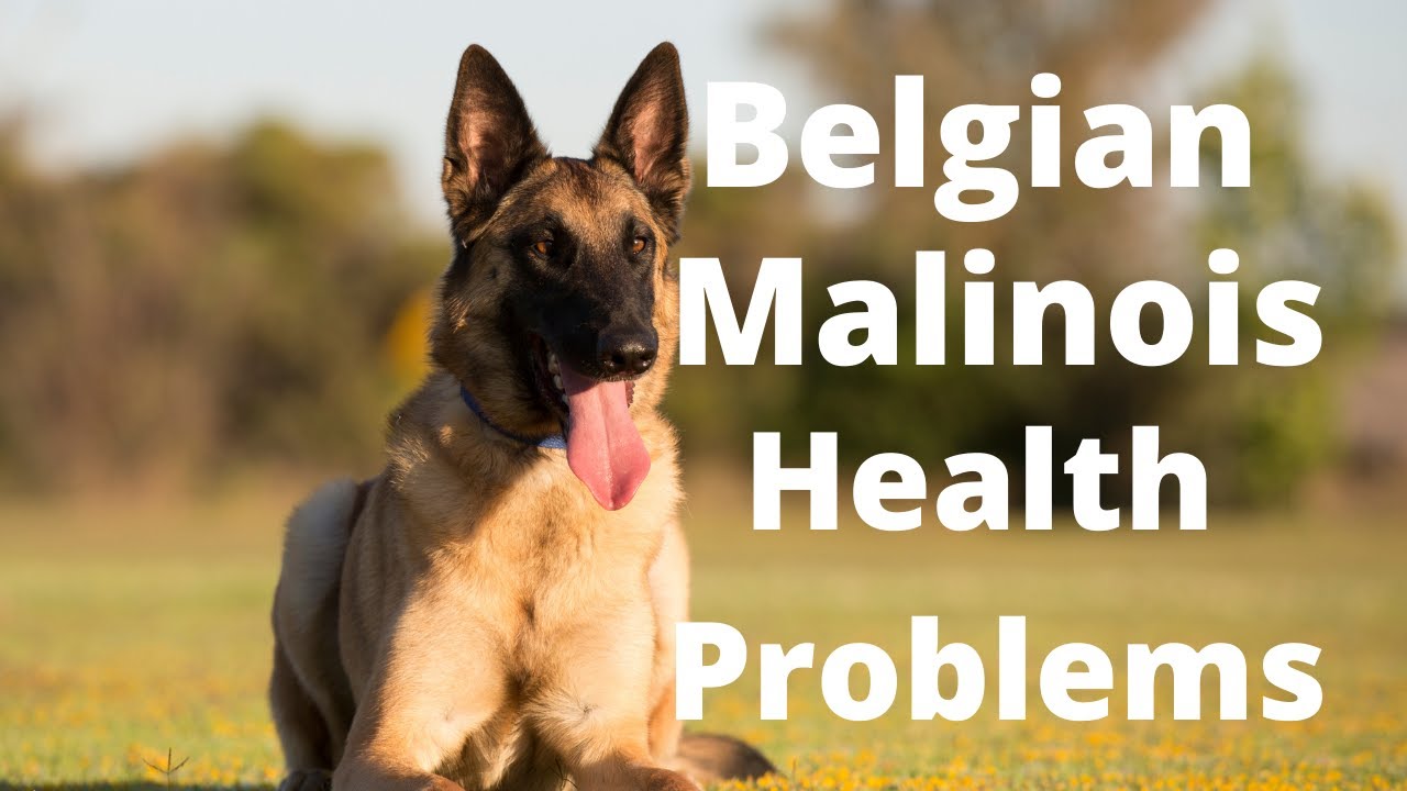 Belgian Malinois Health Problems YouTube