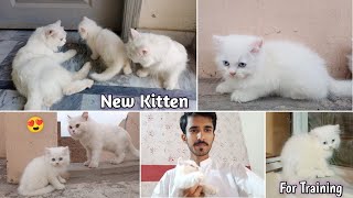 Hamare Pass New Baby Kitten A Gaya || A Day with my cats |Rehan & Max