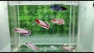 Ikan Cupang Hias Big Ear Female