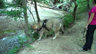 2012-06 Taro's Walk at Durant Trails