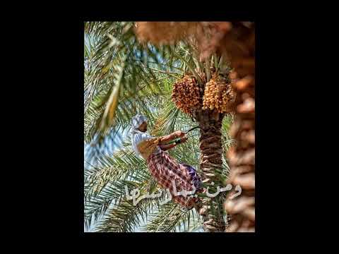 ماسم تلك المهنه