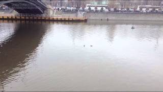 Moscow,uncommon ducks - Москва, необычные утки на Москва реке