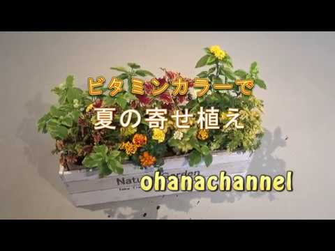 ビタミンカラーで 夏の寄せ植え Vivid Colors Summer Planter Youtube