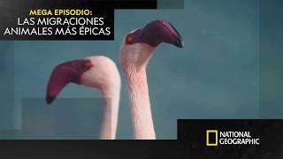 Las migraciones más épicas de los animales 🐘 | MEGA EPISODIO | NATIONAL GEOGRAPHIC ESPAÑA
