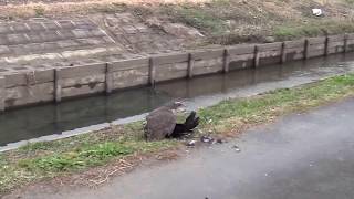 Goshawk Crow Hunting カラスを鷹が捕まえました Goshawk Crow Hunting カラスを鷹が捕まえました