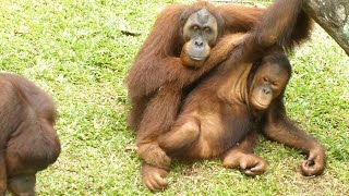 Young orangutan playing with his big brothers / お兄ちゃんに遊んでもらう子どもオランウータン