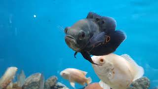 beautiful fishes white and black Oscar fishes by Pets Tamila 388 views 3 weeks ago 30 seconds