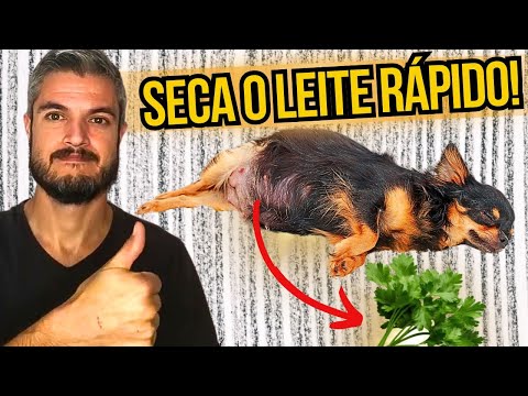 REMÉDIO CASEIRO PARA SECAR LEITE DA CADELA