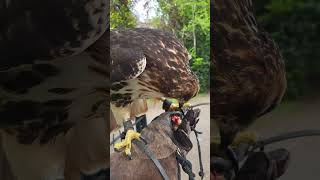 POWERFUL RED-TAILED HAWK FEEDING ON THE FIST (SLOW-MOTION)
