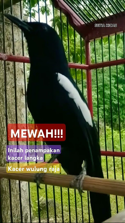 MEWAH!!! Inilah penampakan kacer langka, kacer wulung raja