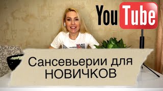 Уход за сансевьериями ДЛЯ НОВИЧКОВ!