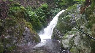 源流岩魚(いわな)かもーん。兵庫県養父市 円山川支流大屋川横行渓谷 源流岩魚(いわな)かもーん。兵庫県養父市 円山川支流大屋川横行渓谷
