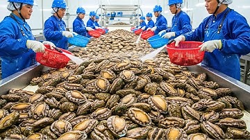 Hoe miljoenen abalones worden gekweekt en geoogst - Een kijkje in de moderne abalone-industrie