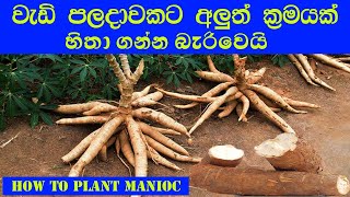 මේ විදිහට මඤ්ඤොක්කා පැල කලොත් අස්වැන්න හිතාගන්න බැරිවෙයි / How to grow manioc correctly