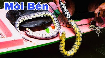 Rắn Ri Voi  Nấu Cà Ri - Loài Rắn Ngon Nhất Việt Nam