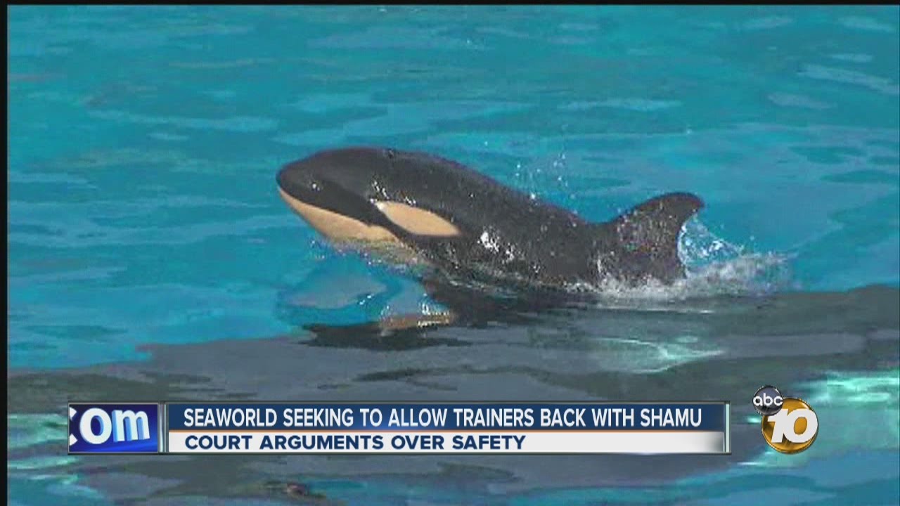 SeaWorld seeks to allow trainers back into pools with killer