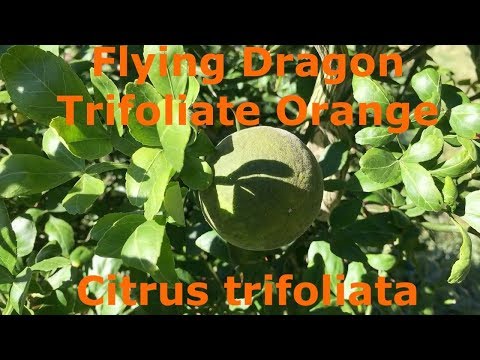 Video: Flying Dragon Bitter Orange - Apakah Jeruk Trifoliate Dapat Dimakan