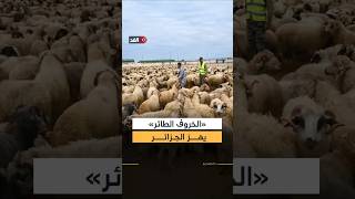 900 يورو لنقل خروف واحد.. تحقيقات صادمة تكشف عن فساد بملف استيراد الأضاحي في الجزائر