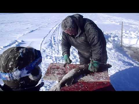 Video: Hvordan Fylle Gjedde Abbor