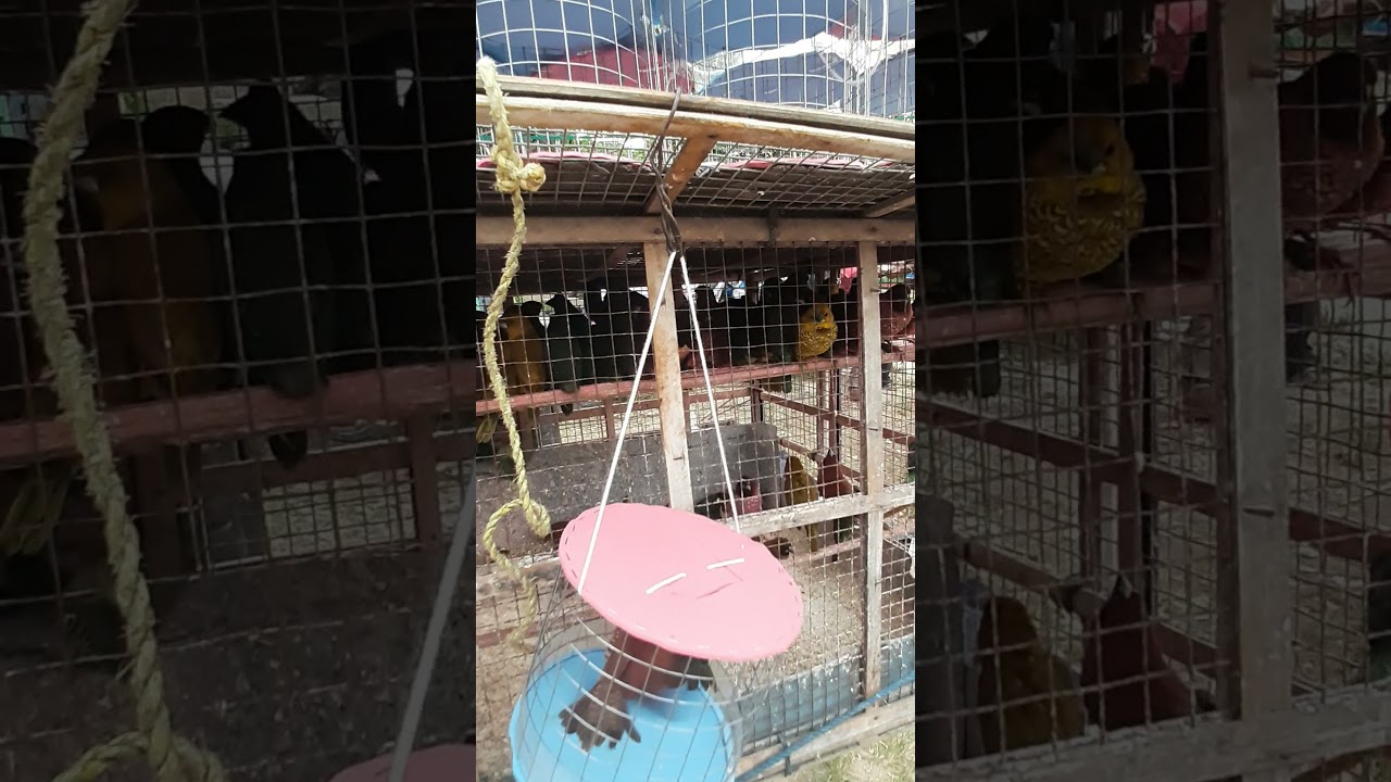 kandang emprit - gini aja bisa cara ternak emprit jepang (emje) kandang