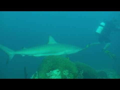Sharks of The Cay Sal Banks