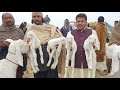 Bacchon Wali Goat 5 Bacchon Wali Bakri Five Children Goat Jyada Dudh Dene Wali Sabir Goat Farm