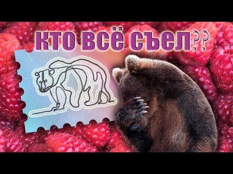 Покажу, как одной линией нарисовать медведя. how to draw a bear with one line.