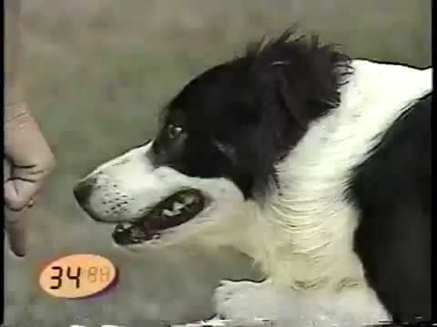 usdaa title requirements USDAA Grand Prix of Dog Agility promo, 2000